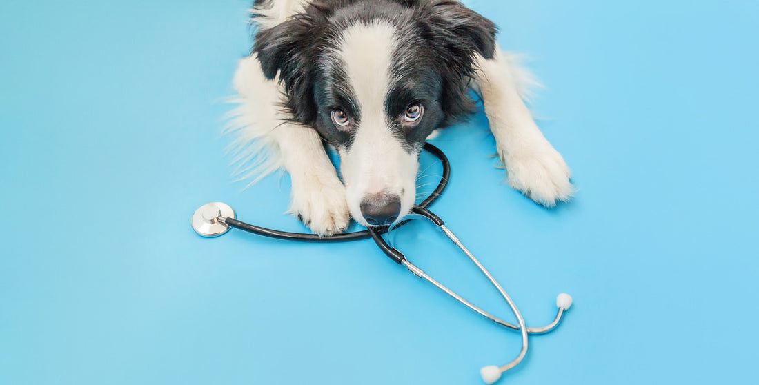 Top-Tipps für die Hundegesundheit: Expertenrat zur Vorsorge und Pflege